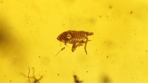 Zikaden-Larve als Einschluss im Bernstein