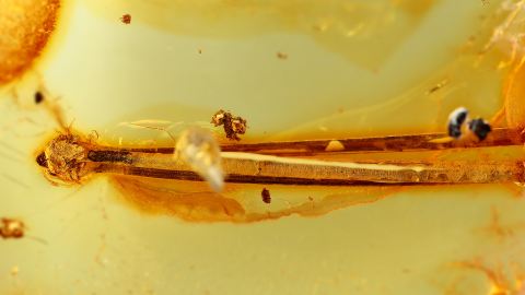 Kiefernadel als Einschluss im Baltischen Bernstein