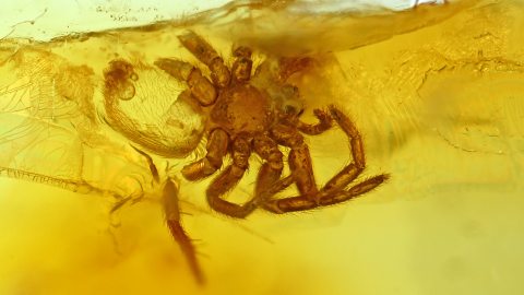 Spinne als Einschluss im Baltischen Bernstein