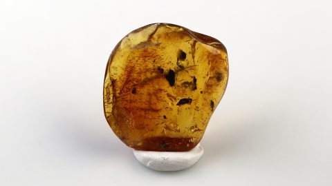 Spinne als Einschluss