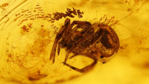 Spinne als Inkluse im Bernstein