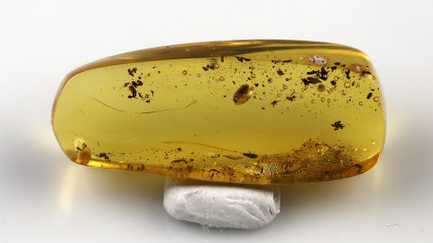Käfer als Einschluss im Bernstein
