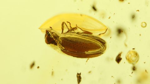 Käfer im Baltischen Bernstein