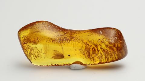 Micropterygidae im Bernstein