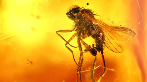 Langbeinfliege als Bernsteininkluse