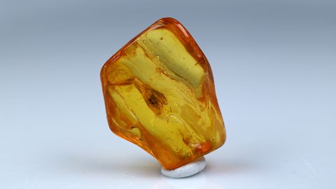 Fliege im Baltischen Bernstein