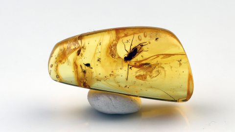 Fliege als Einschluss im Baltischen Bernstein
