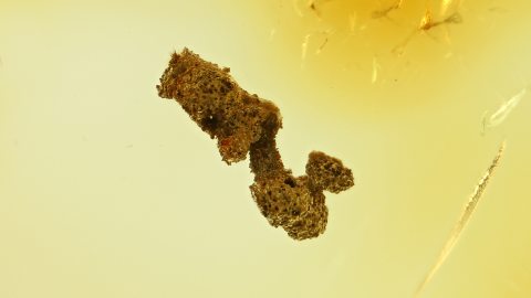 Einschlüsse im Baltischen Bernstein