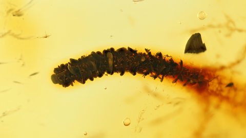 Unbekannte Einschlüsse im Bernstein