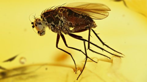 Langbeinfliege als Inkluse im Baltischen Bernstein