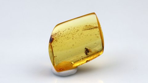 Langbeinfliege in Aktion als Inkluse