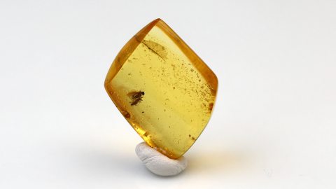 Langbeinfliege als Inkluse