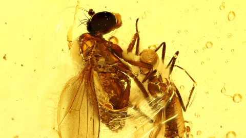 Fliegen in Aktion als Einschlüsse im Baltischen Bernstein
