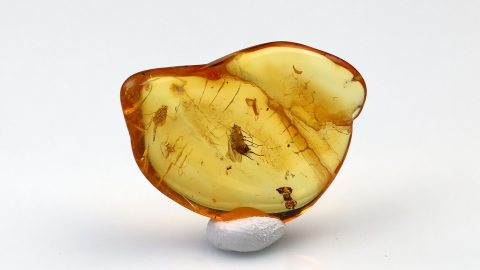 Langbeinfliege als Inkluse