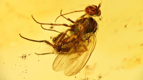 Fliege im Bernstein