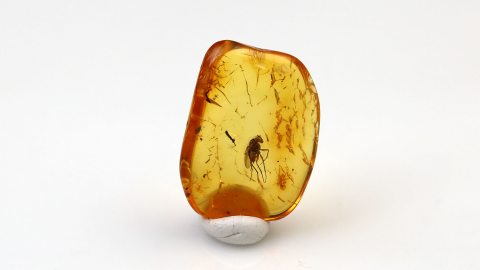 Fliege als Einschluss im Baltischen Bernstein