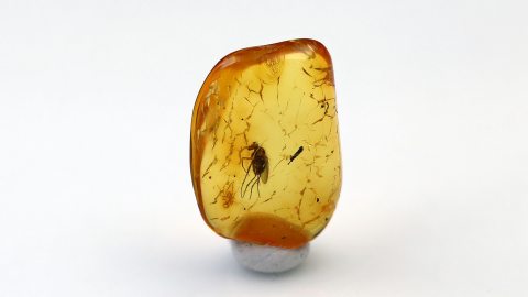 Langbeinfliege im Bernstein