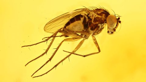 Langbeinfliege als Inkluse