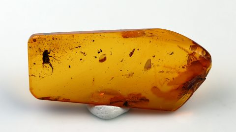 Langbeinfliege im Baltischen Bernstein