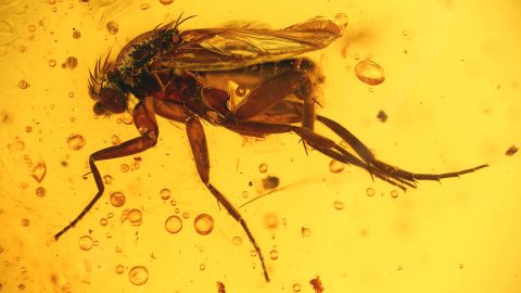 Langbeinfliege als Inkluse