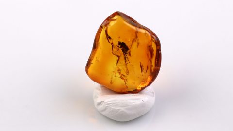 Fliege als Einschluss