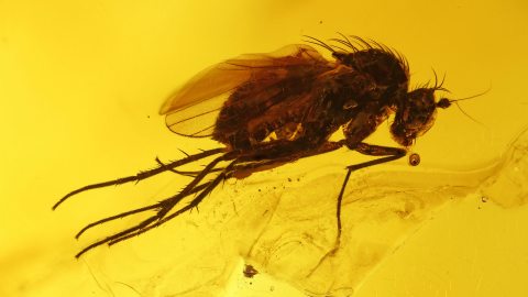 Langbeinfliege im Baltischen Bernstein