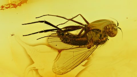 Langbeinfliege als Inkluse