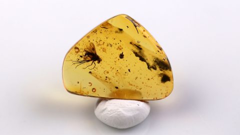 Fliege sowie weitere Einschlüsse im Bernstein