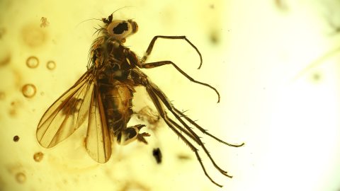 Langbeinfliege als Inkluse im Bernstein