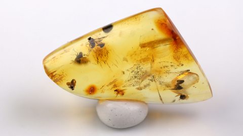 Langbeinfliege als Inkluse