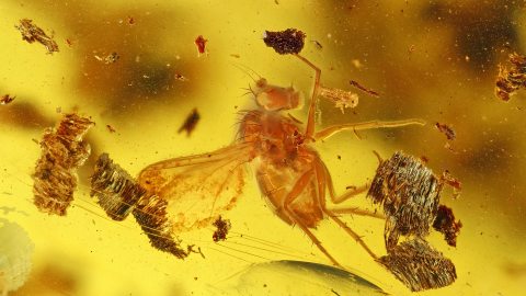 Langbeinfliege und Holzspäne als Inklusen