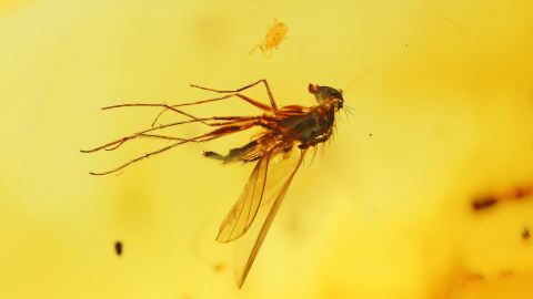Fliege und Milbe als Einschlüsse im Baltischen Bernstein