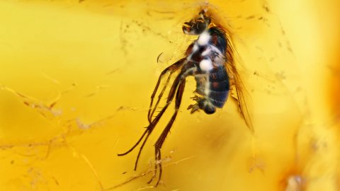 Langbeinfliege als Inklusen