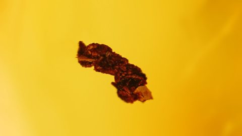 Einschlüsse im Bernstein