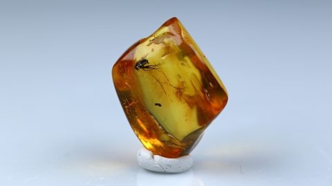 Langbeinfliege und Springschwanz als Inklusen