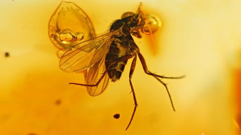 Langbeinfliege im Bernstein