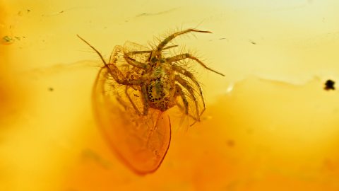 Milbe als Einschluss im Bernstein