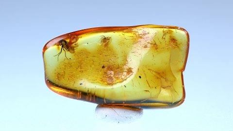 Langbeinfliege und Milbe als Einschlüsse im Bernstein