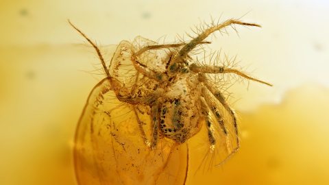 Große Milbe im Bernstein