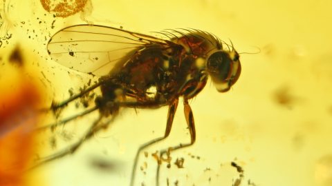 Fliegen im Baltischen Bernstein