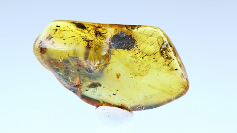 Langbeinfliegen im Bernstein