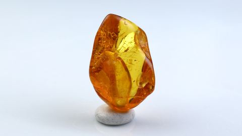 Larve als Bernsteineinschluss