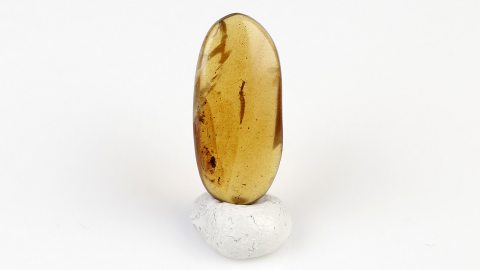 Larve einer Kamelhalsfliege