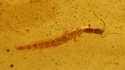 Larve einer Kamelhalsfliege als Einschluss im Burma Bernstein