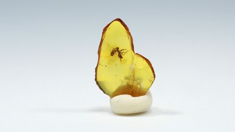 Ameise Wegameise sowie eine Mücke als Einschlüsse im Bernstein