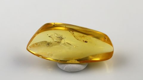 Mücke im Bernstein