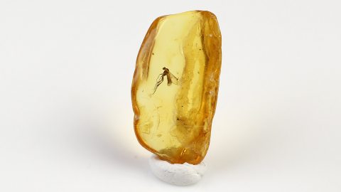 Mücke im Baltischen Bernstein