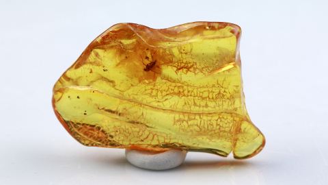 Mücke als Inkluse im Bernstein