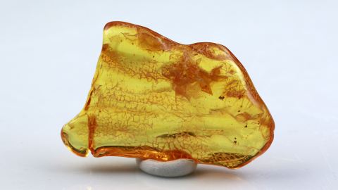 Mücke und Milben im Bernstein