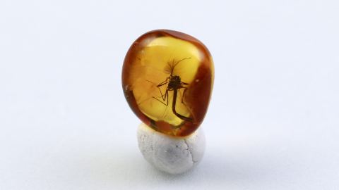 Mücke als Inkluse im Bernstein